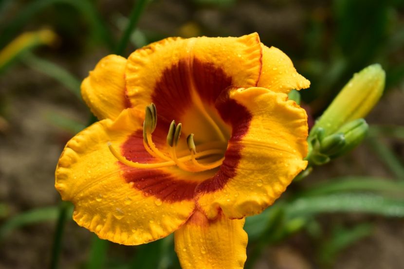  - Hemerocallis 2021