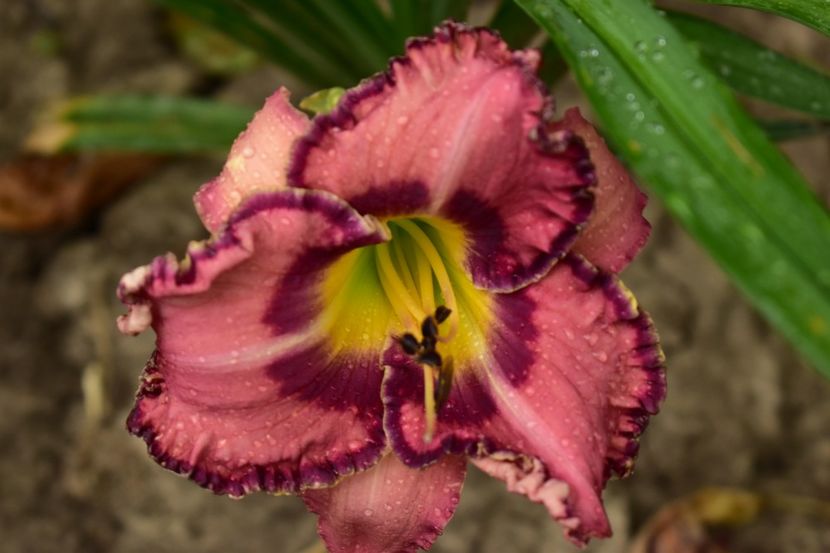  - Hemerocallis 2021