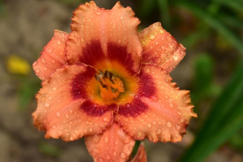  - Hemerocallis 2021