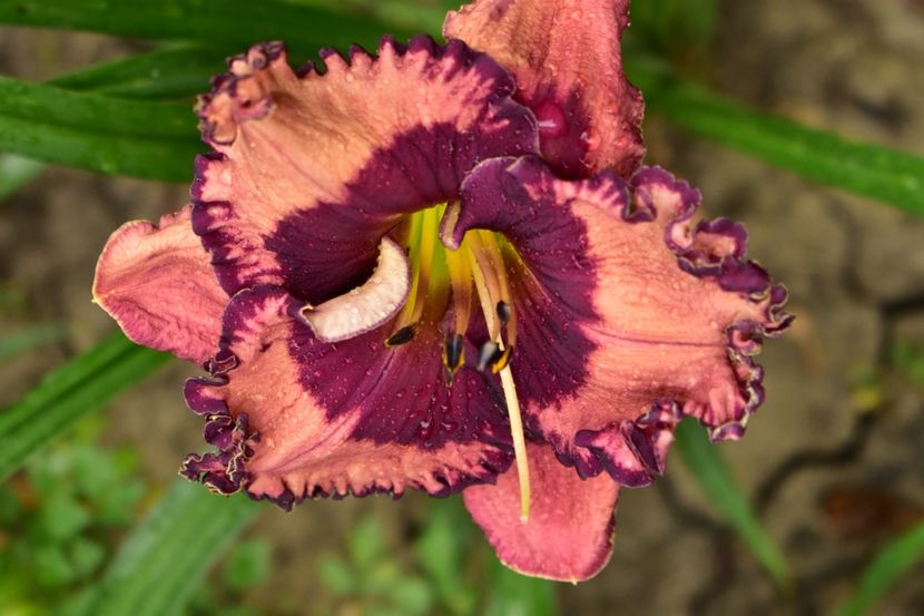  - Hemerocallis 2021