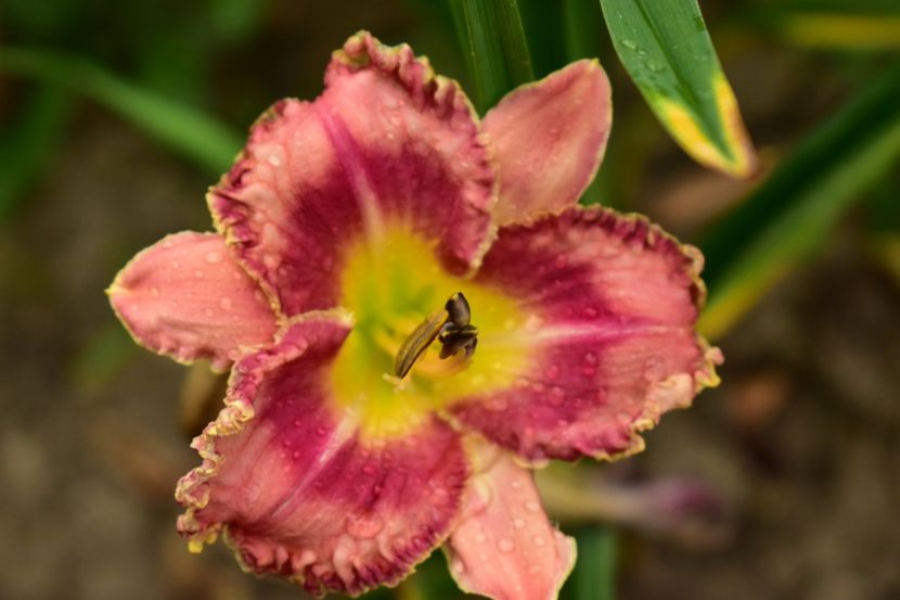  - Hemerocallis 2021