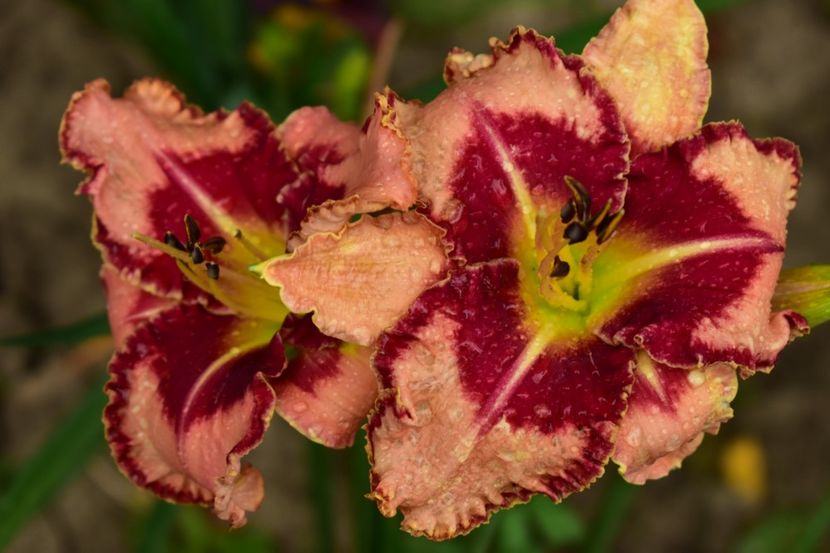  - Hemerocallis 2021