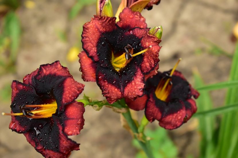  - Hemerocallis 2021