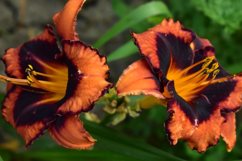  - Hemerocallis 2021