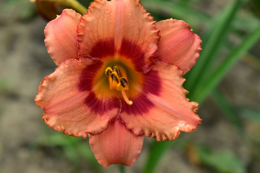  - Hemerocallis 2021