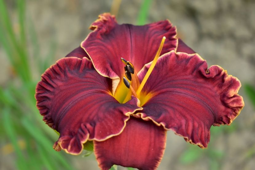  - Hemerocallis 2021