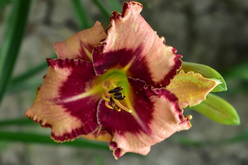  - Hemerocallis 2021
