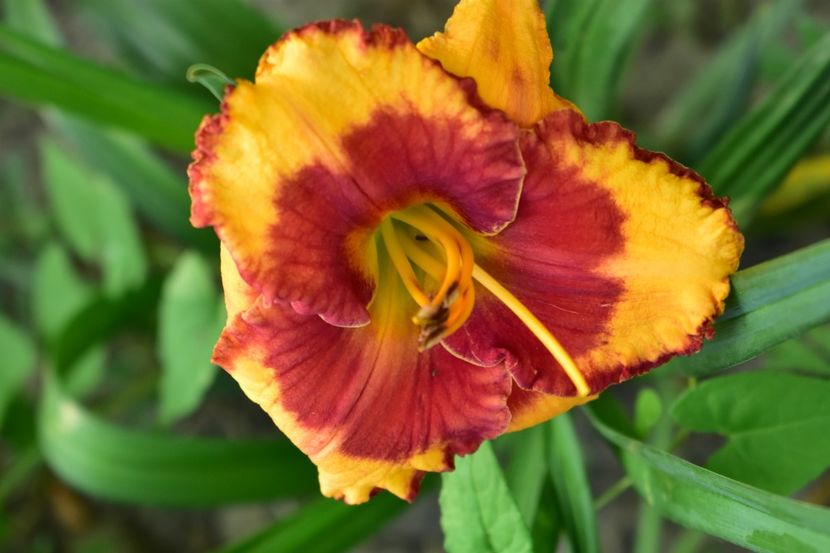  - Hemerocallis 2021