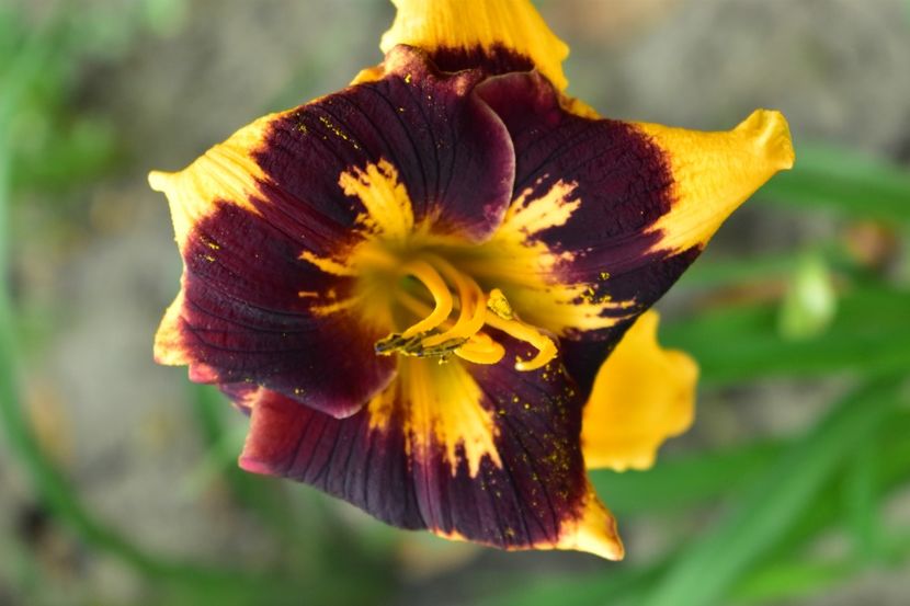  - Hemerocallis 2021