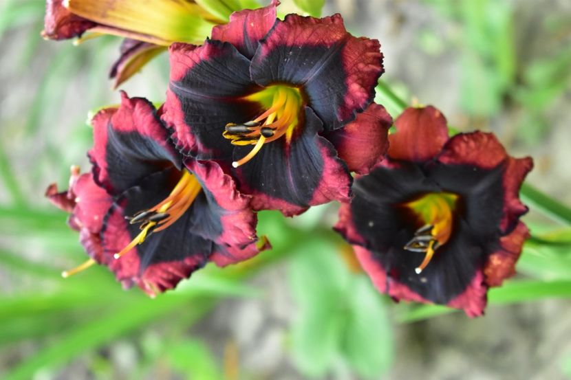  - Hemerocallis 2021