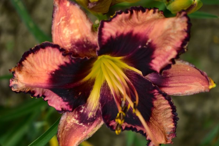  - Hemerocallis 2021