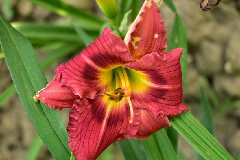  - Hemerocallis 2021