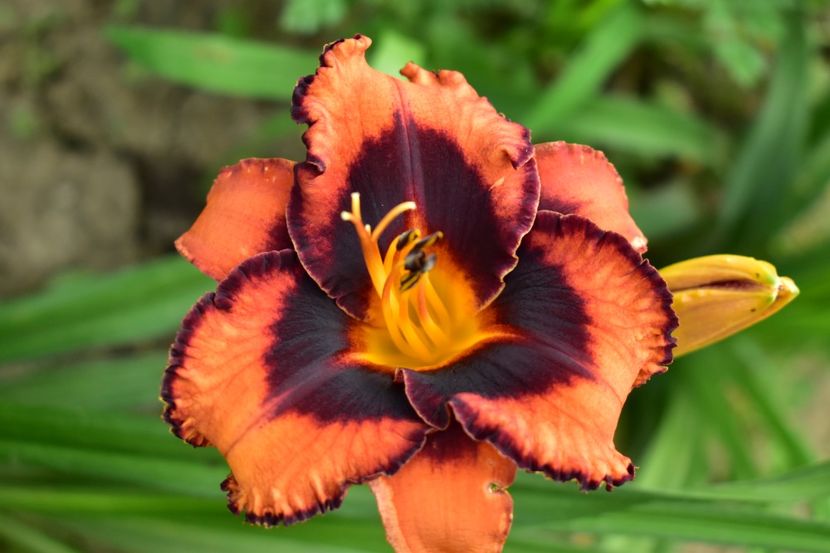  - Hemerocallis 2021