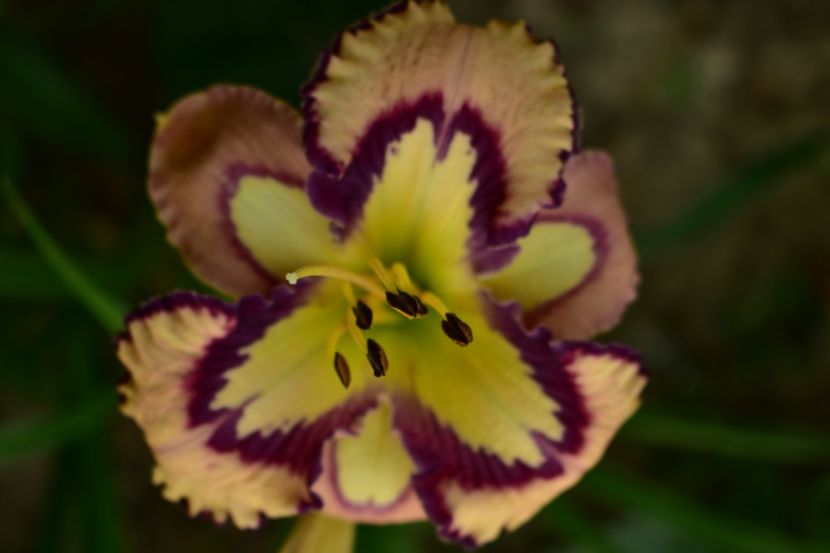  - Hemerocallis 2021