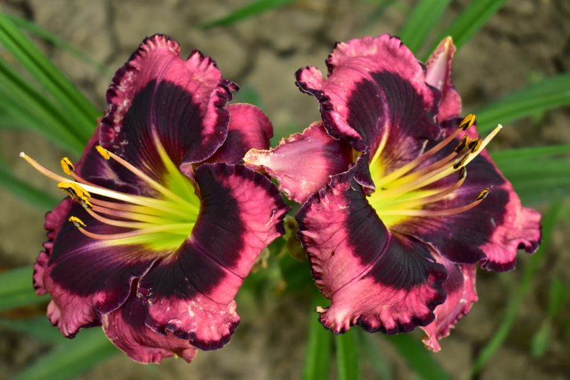  - Hemerocallis 2021