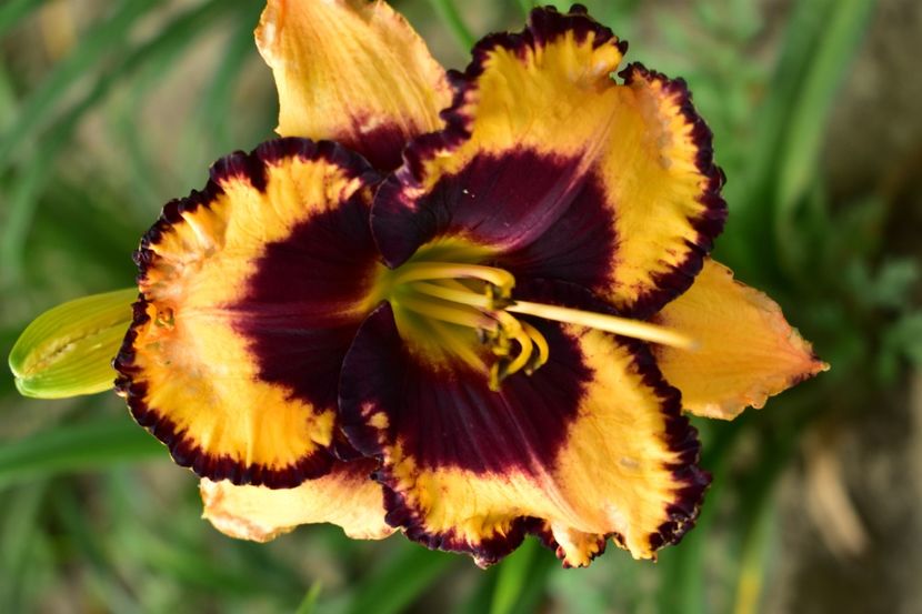  - Hemerocallis 2021