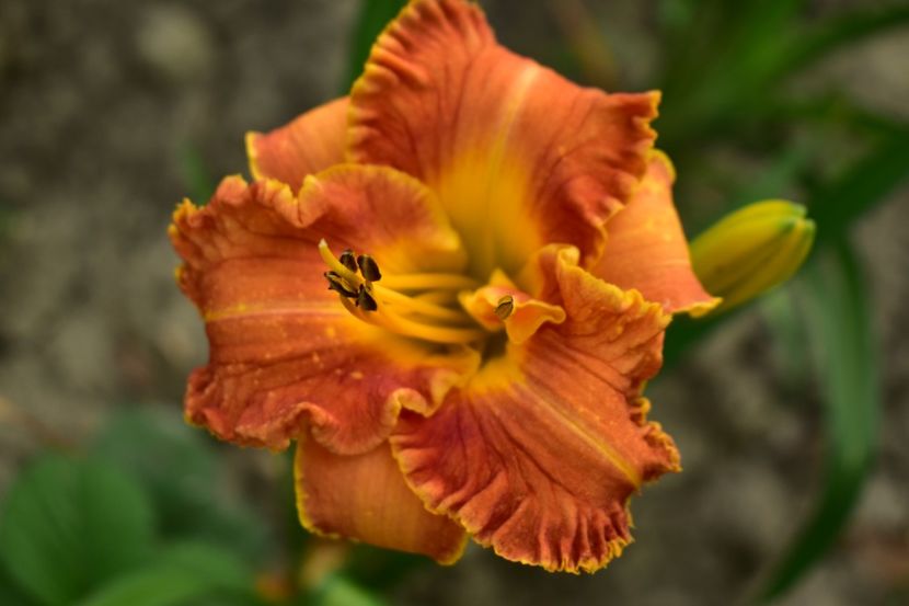  - Hemerocallis 2021