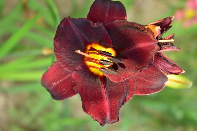  - Hemerocallis 2021