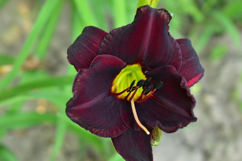  - Hemerocallis 2021