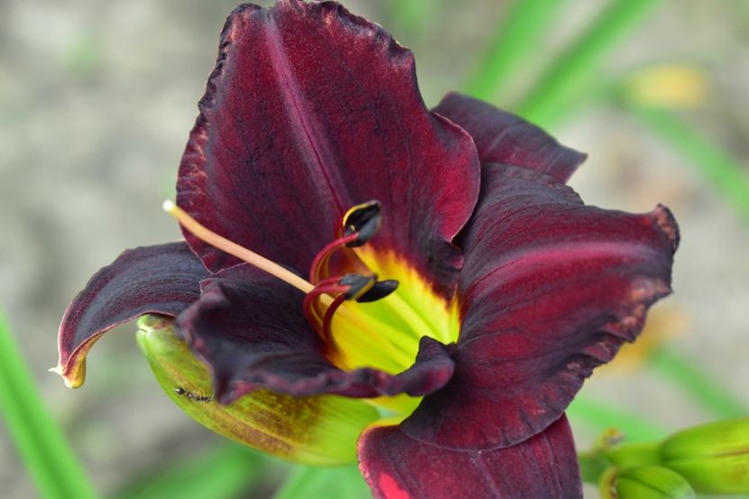  - Hemerocallis 2021