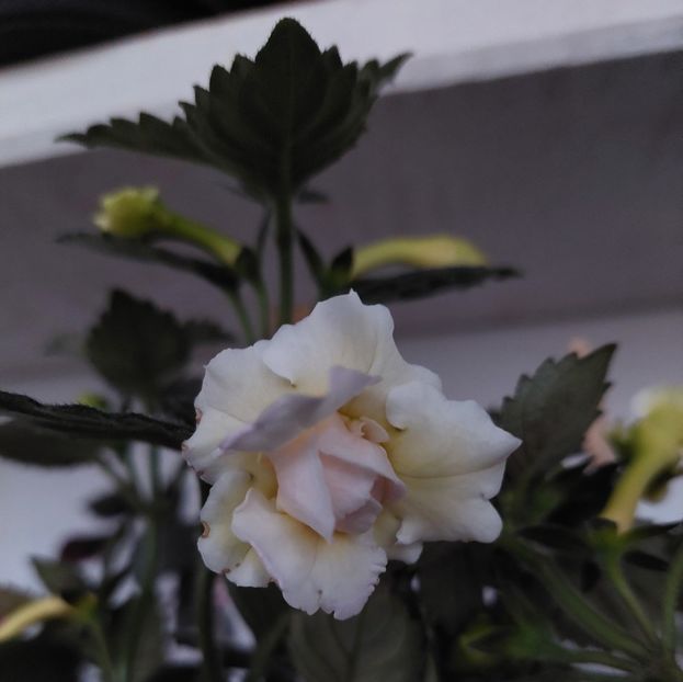  - BRID-S LUISA MARIA