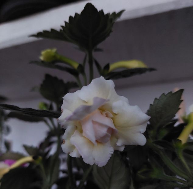  - BRID-S LUISA MARIA