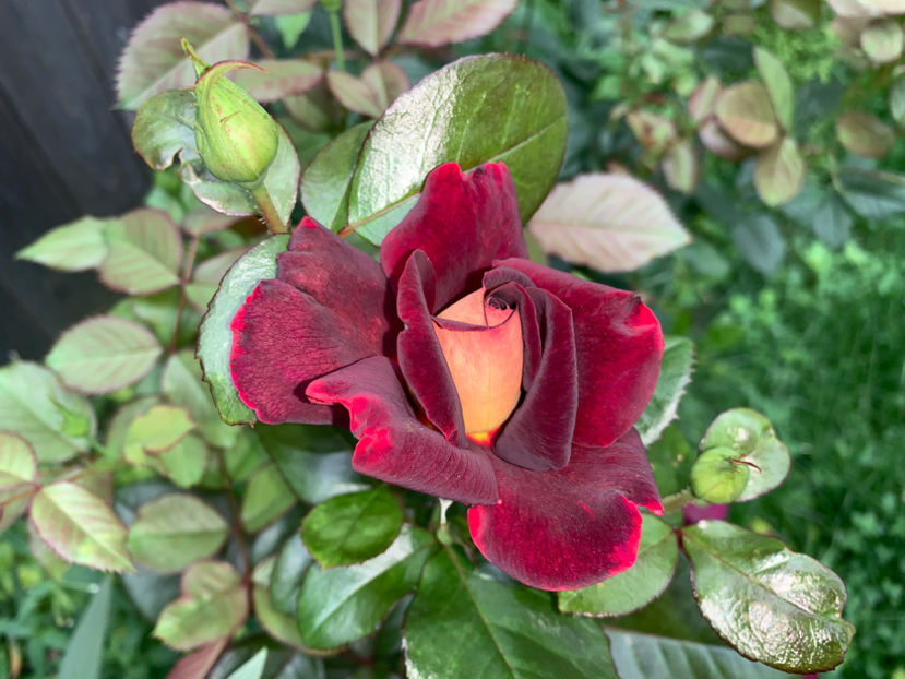  - Jurnalul gradinii 2021