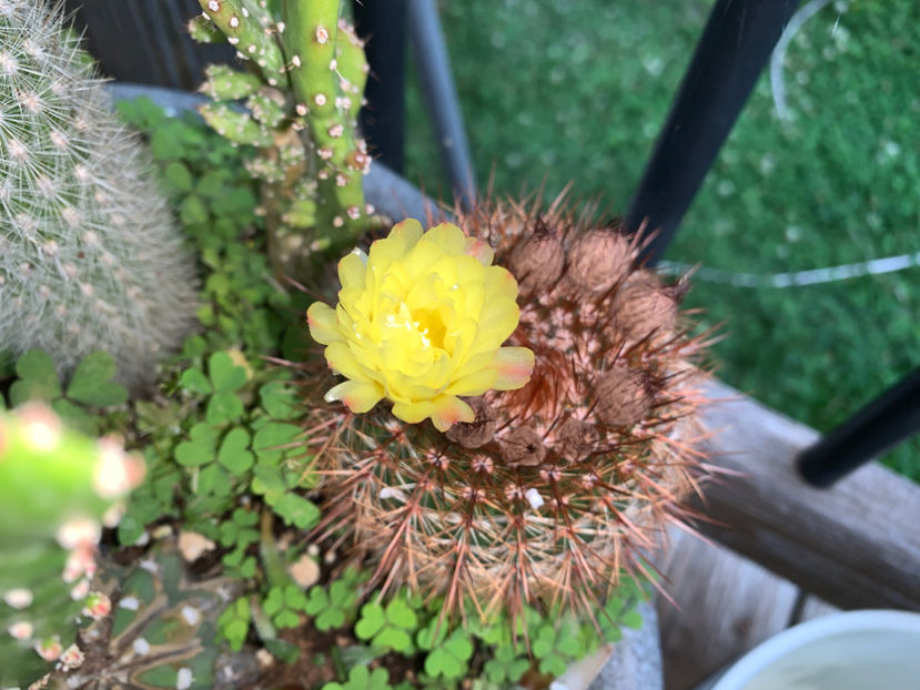  - Jurnalul gradinii 2021