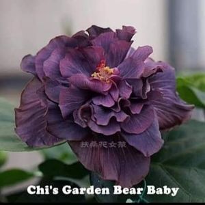 Chis Garden Bear Baby - Chis Garden Bear Baby II