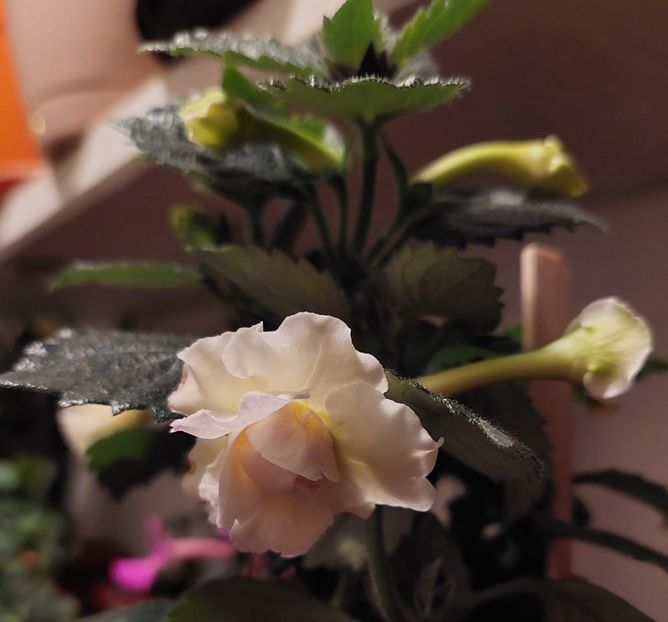  - BRID-S LUISA MARIA