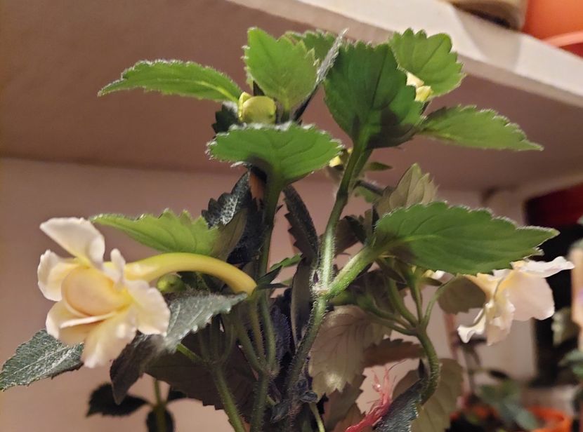  - BRID-S LUISA MARIA