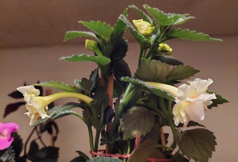  - BRID-S LUISA MARIA