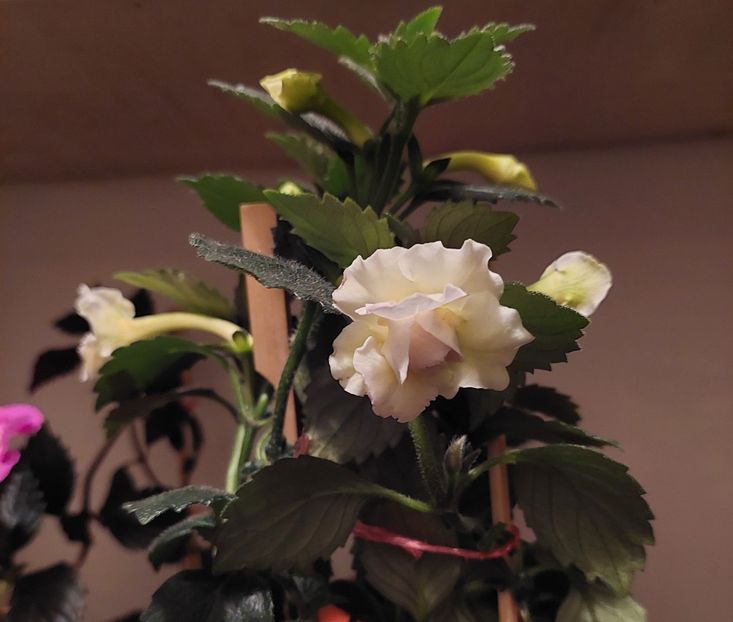  - BRID-S LUISA MARIA