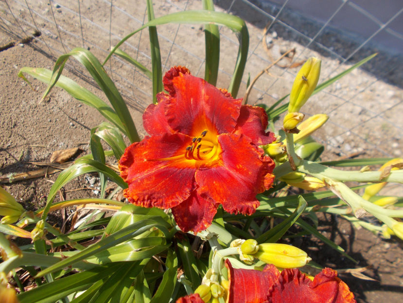 V-ult.ct. - HEMEROCALLISI NOI DISPONIBIL IN 2021