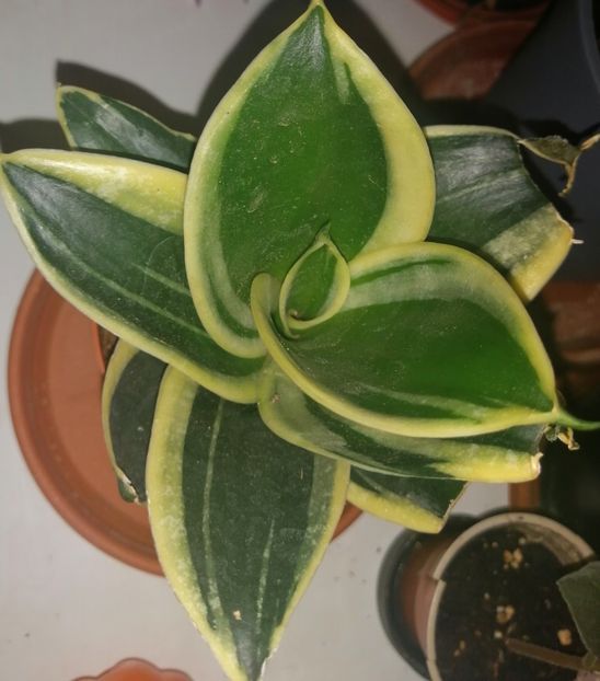 Honey Bunny Sansevieria dwarf - Adenium Hoya si alte plante suculente