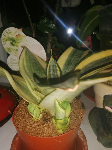  - Adenium Hoya si alte plante suculente