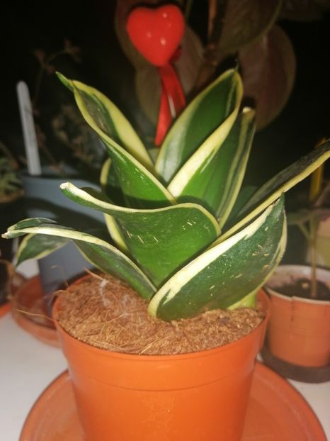  - Adenium Hoya si alte plante suculente