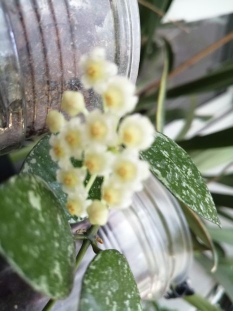  - Hoya Lacunosa Eskimo