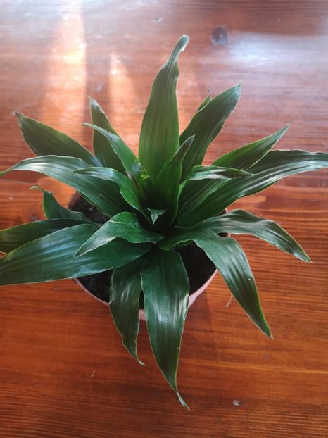Dracena - 2021