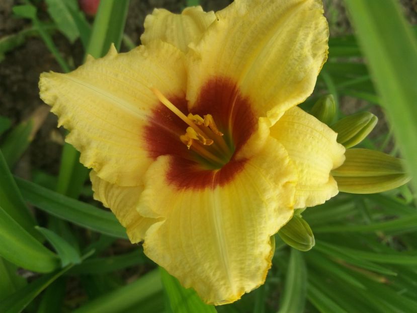  - CATALOG HEMEROCALISI