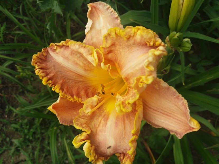  - CATALOG HEMEROCALISI