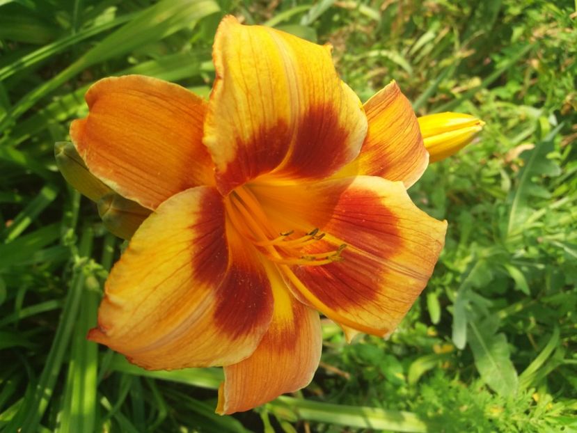  - CATALOG HEMEROCALISI