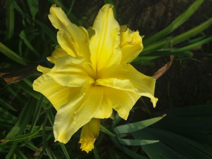  - CATALOG HEMEROCALISI