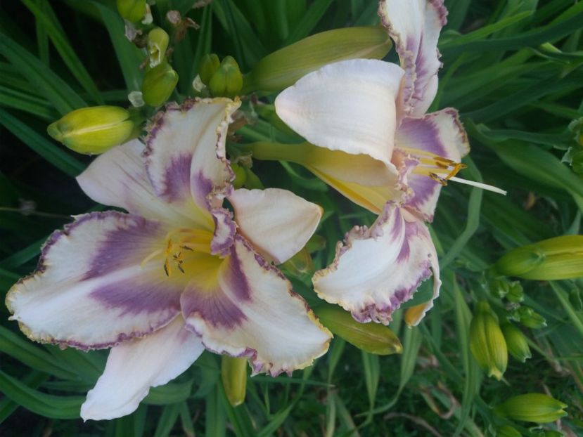  - CATALOG HEMEROCALISI