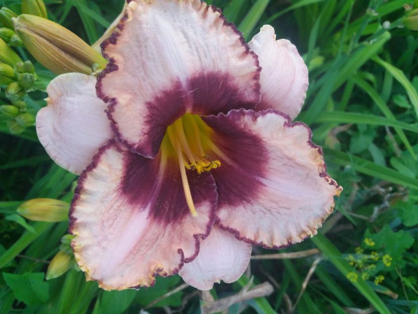  - CATALOG HEMEROCALISI