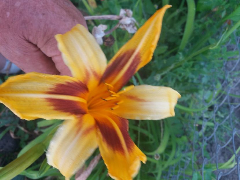  - CATALOG HEMEROCALISI