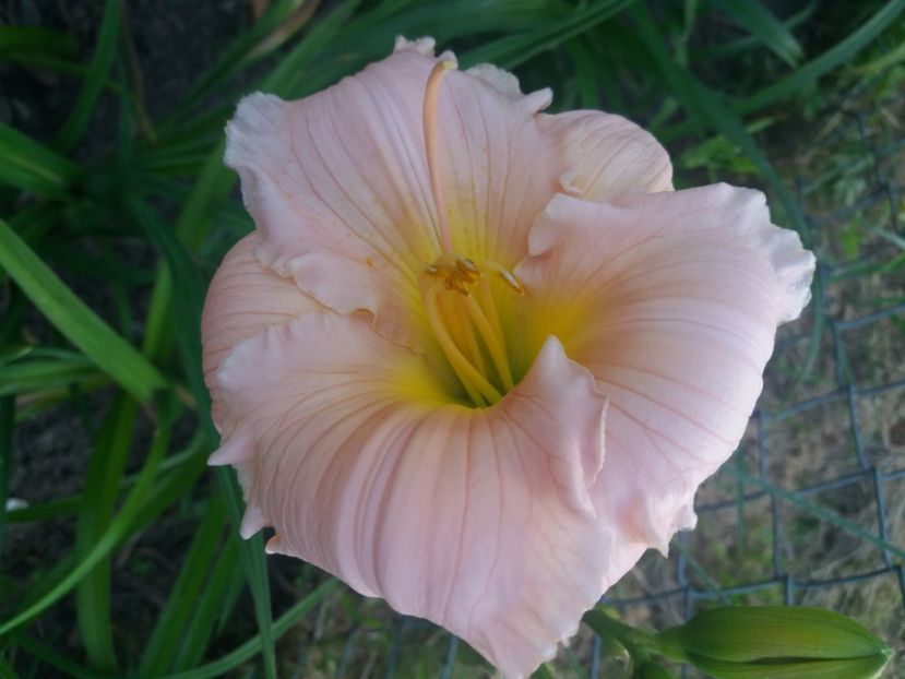  - CATALOG HEMEROCALISI