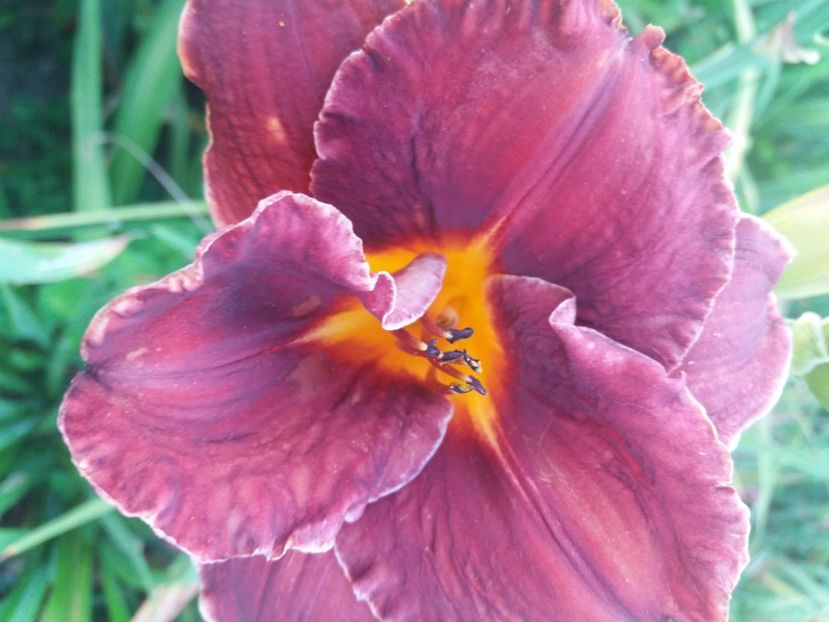  - CATALOG HEMEROCALISI