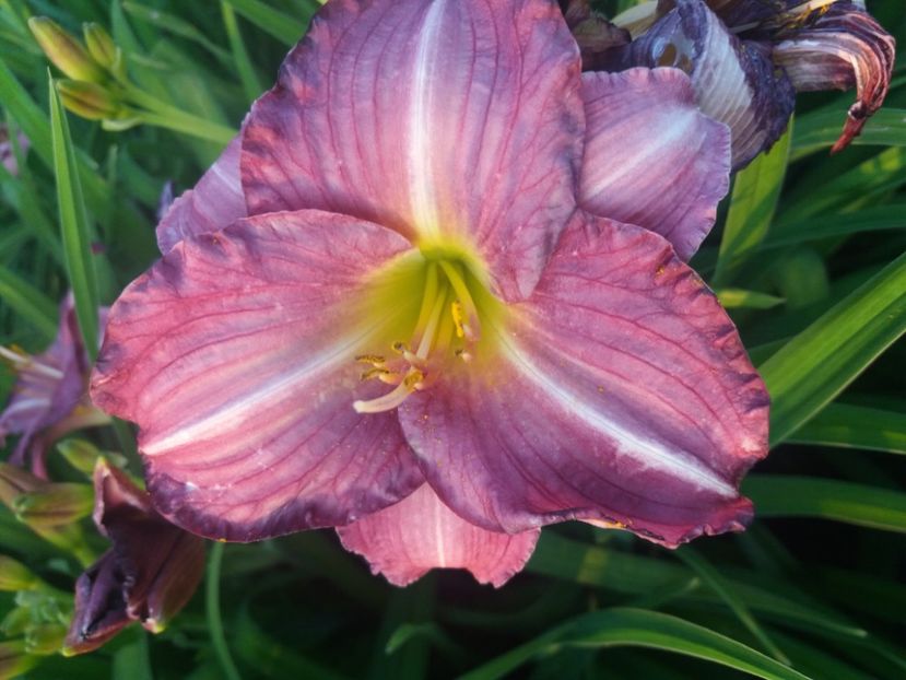  - CATALOG HEMEROCALISI