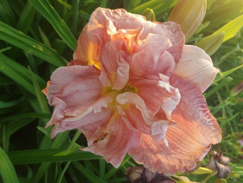  - CATALOG HEMEROCALISI